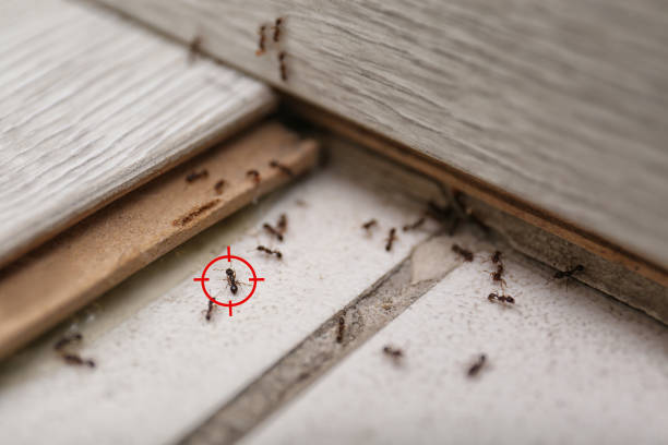 Pest Prevention Services in Radcliff, KY